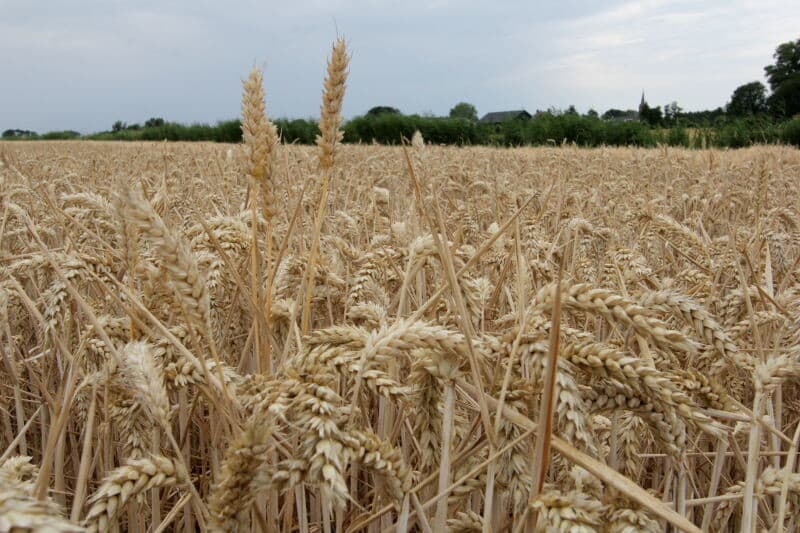 Dat het inmiddels gortdroog is, laat deze droogtescheur tussen de tarwe wel zien. Dergelijke scheuren kunnen al tot een meter diep zitten.