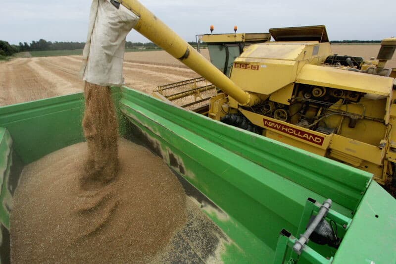 Nico Witte kijkt toe bij het lossen van een volgende tank in zijn fraai gerestaureerde Tebbe-kipper. Deze 50 jaar oude wagen vult hij wanneer de grote kipper onderweg is, zodat de combine door kan gaan met het werk. Over de geoogste kilo s is Witte tevreden, maar dat geldt niet voor de prijs. De prijs komt ongeveer overeen met die van 30 jaar geleden terwijl de kosten voor levensonderhoud en bedrijfsvoering zeker verdubbeld zijn.