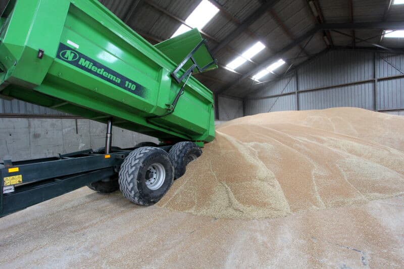 Een enkele nog niet geheel afgerijpte aar steekt nog boven de rijpe tarwe uit. De droogte lijkt op de zware grond geen grote invloed te hebben op de opbrengst. Nico Witte schat de opbrengst van de Porthus en Reform tarwe gemiddeld 10 ton per hectare.