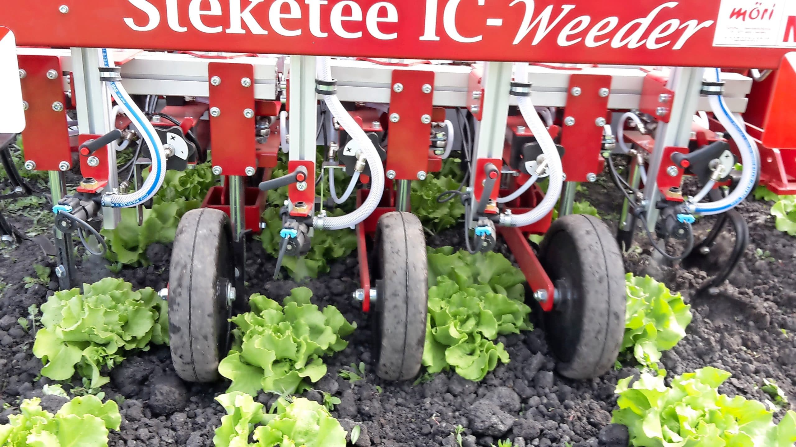 Foto: Steketee