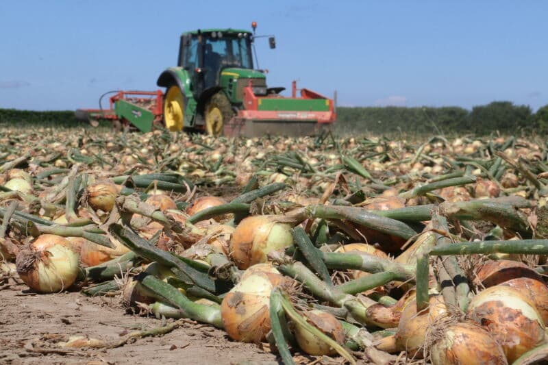 Toch was uiteraard niet alles halleluja. De hagelbuien, die vooral in de fruitteelt veel schade veroorzaakten, pakten ook een deel van dit perceel mee. Hier de littekens van de hagelinslag in de pijpen.