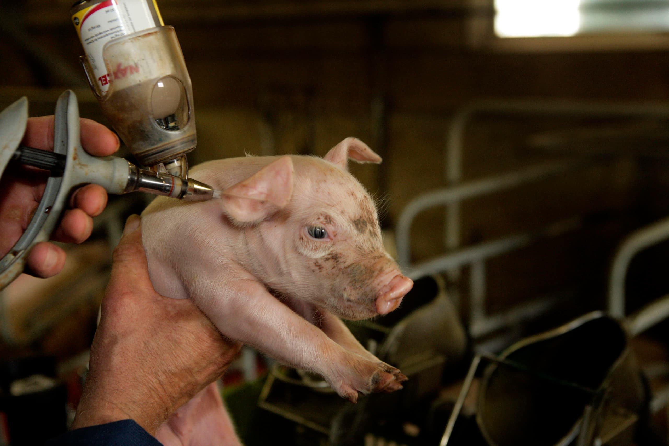 Nieuw antibioticasysteem geleidelijk ingevoerd
