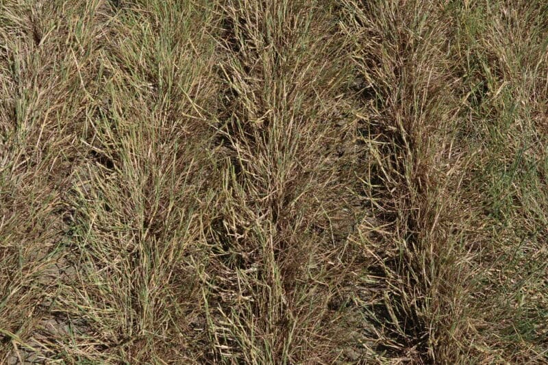 Deze grassoort wordt door Barenbrug in het assortiment opgenomen om een grassoort te hebben die niet afsterft bij een bepaalde zoutconcentratie, bijvoorbeeld door pekelwater in wegbermen. Uiterlijk is het een fijne grassoort die nog het meest op veldbeemd lijkt.