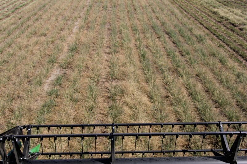 Ook de wagen met het zaad van het eenjarig veld gaat naar de veiling om gekist te worden. Bram Gunter kijkt in de wagen om een indruk te krijgen hoeveel kisten er nodig zullen zijn. Dat waren er 4, terwijl van het tweejarig veld een kist voldoende was. Na het lossen worden combine en wagen grondig gereinigd om vermenging met een andere grassoort te voorkomen.