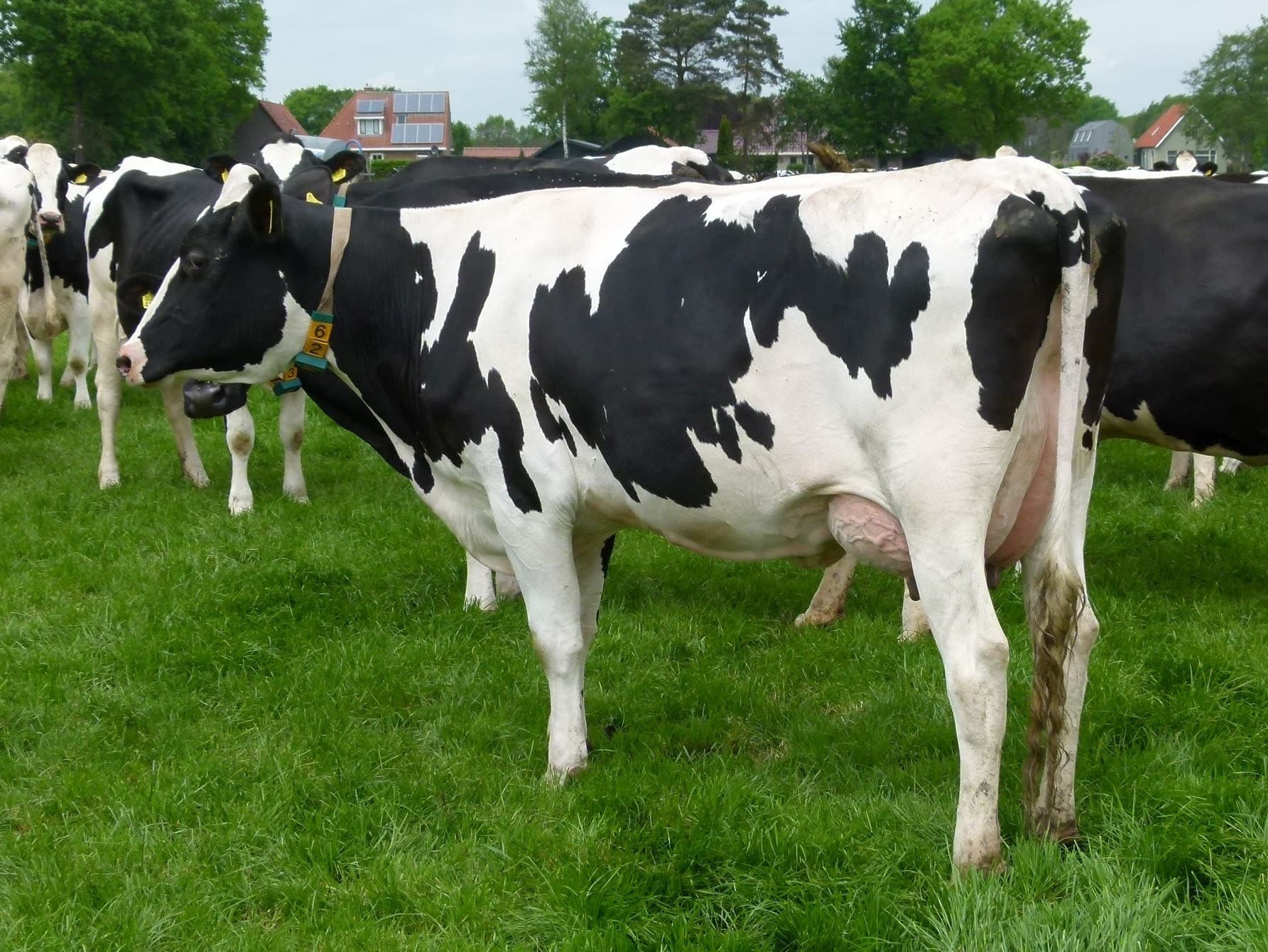 Stalfavoriet is Boukje 131 (Hoekland Maik x Bertil x Laurenzo). Het lijkt wel of alle genen tezamen op de goede plek gevallen zijn. Het is een malse en handige koe die goed voor haar eigenaar is en goed voor haar zelf zorgt. De derdekalfskoe wordt voorspeld op 13.726 kilo melk in 305 dagen en is ondanks de hoge productie gezond en probleemloos. Haar uier is prima, ze loopt als een paard en haar lichaam is sterk genoeg voor de grote productie.