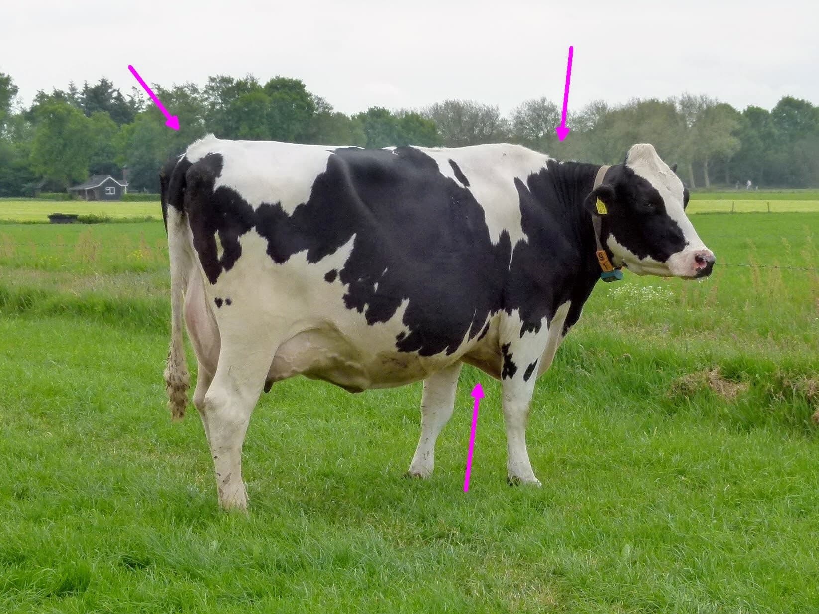 Het stamboek waardeert de 'Franse stand' van de voorbenen. Bij steeds meer koeien komen de knieën zo dicht bij elkaar dat het X-benen zijn. Dat heeft gevolgen voor de klauwen en de drukverdeling op binnen- en buitenklauw.