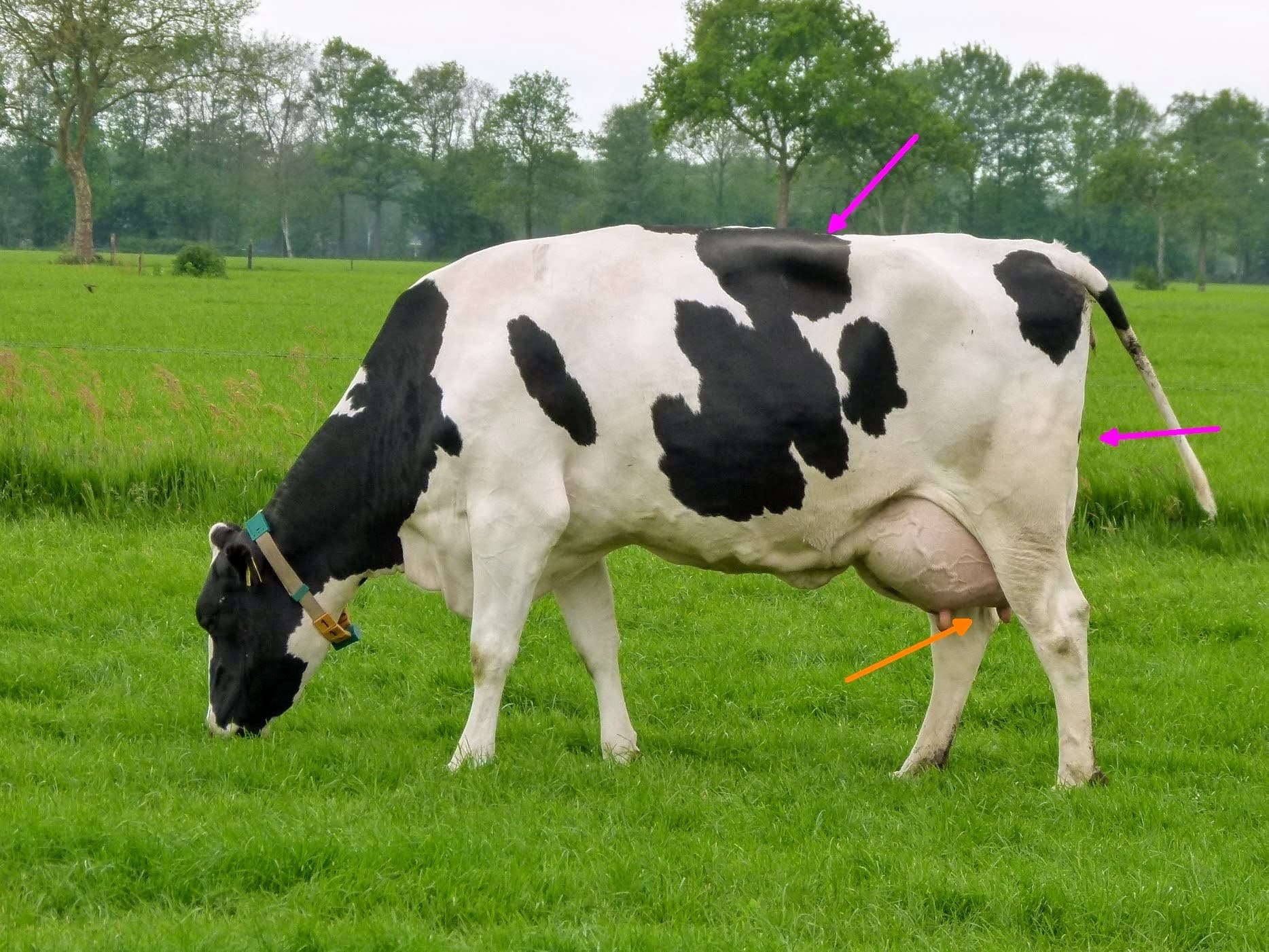 Deze oudmelkse vaars lijkt meer op een oude koe dan op een jong dier. Door een dik pak vlees en haar uitgegroeide botten, dikke staart, korte nek en brede voorhand lijkt ze nu meer op een stier dan op een jonge koe. Ze is voorspeld op 8.000 kilo in haar eerste lijst en dat is naar haar lichaamsgewicht te weinig. Echter, het eiwitpercentage van 4,02 is wel top. Sterke en zwakke punten van deze koe zijn wel duidelijk.