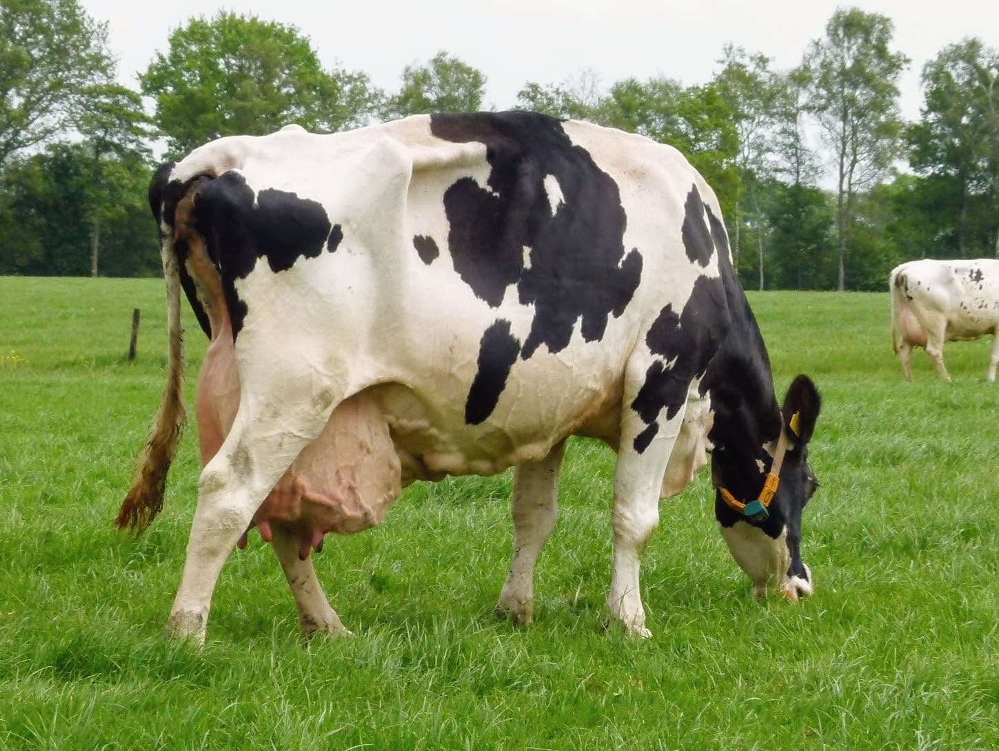 Hoewel Boukje niet imponeert door grootte en lichaamsgewicht, blijkt dat ze breed genoegen is om in balans te kunnen staan. Ondanks dat ze twee maanden meer dan 55 kilo per dag heeft gegeven, oogt Boukje niet teer of gevoelig. Zo blijkt dat door een combinatie van vele eigenschappen een koe kan ontstaan die winstgevend is. De bouwstenen zijn aanwezig in de Holstein-populatie en met kunde en een beetje geluk ligt een goed resultaat binnen bereik.