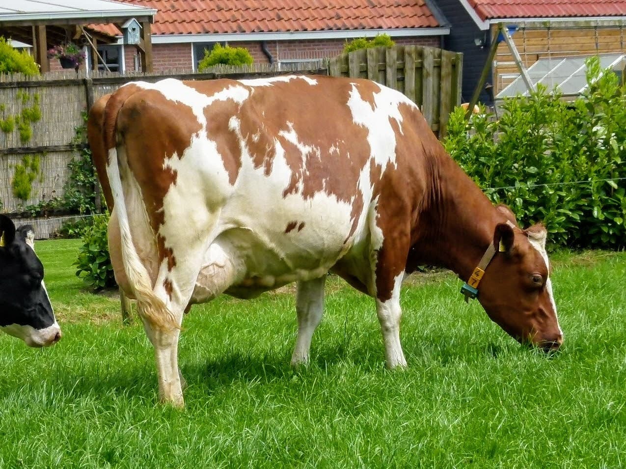 Dezelfde vaars maar dan van de zijkant. Een vaars die vele veehouders graag in de stal zouden hebben. Een moderne vaars zonder gebreken of grote tekortkomingen.