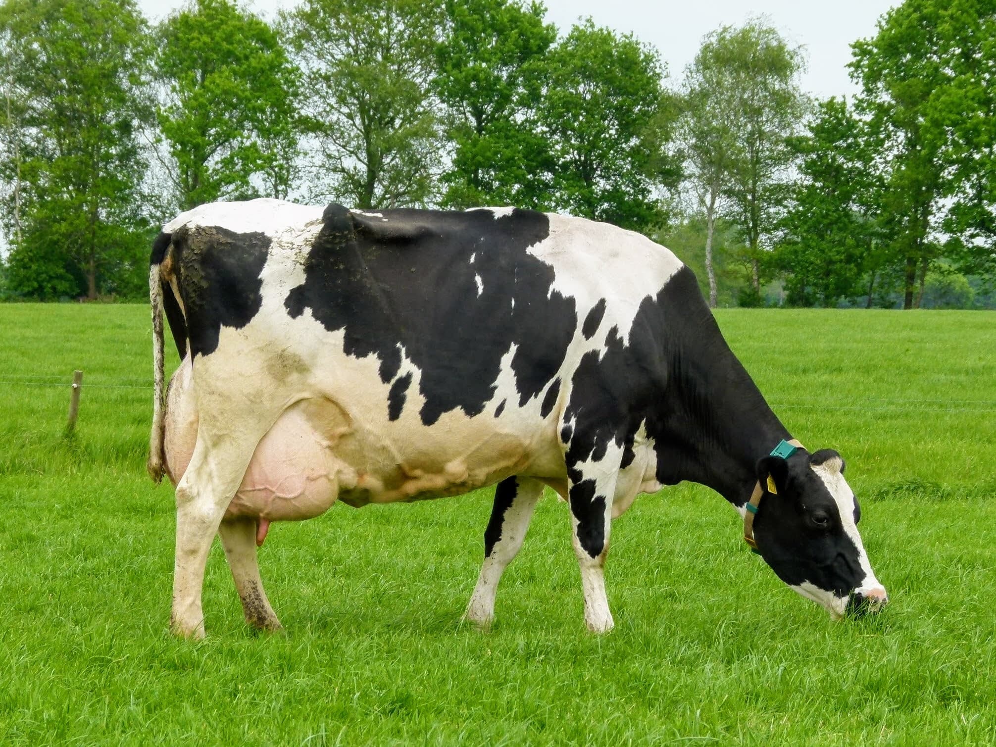 Deze jonge koe, een Fawi Mr. White dochter, staat stabiel op haar voorbenen. Ze heeft voldoende ruimte in de borst en tussen de knieën. Toch is de rest van haar lichaam niet breed.