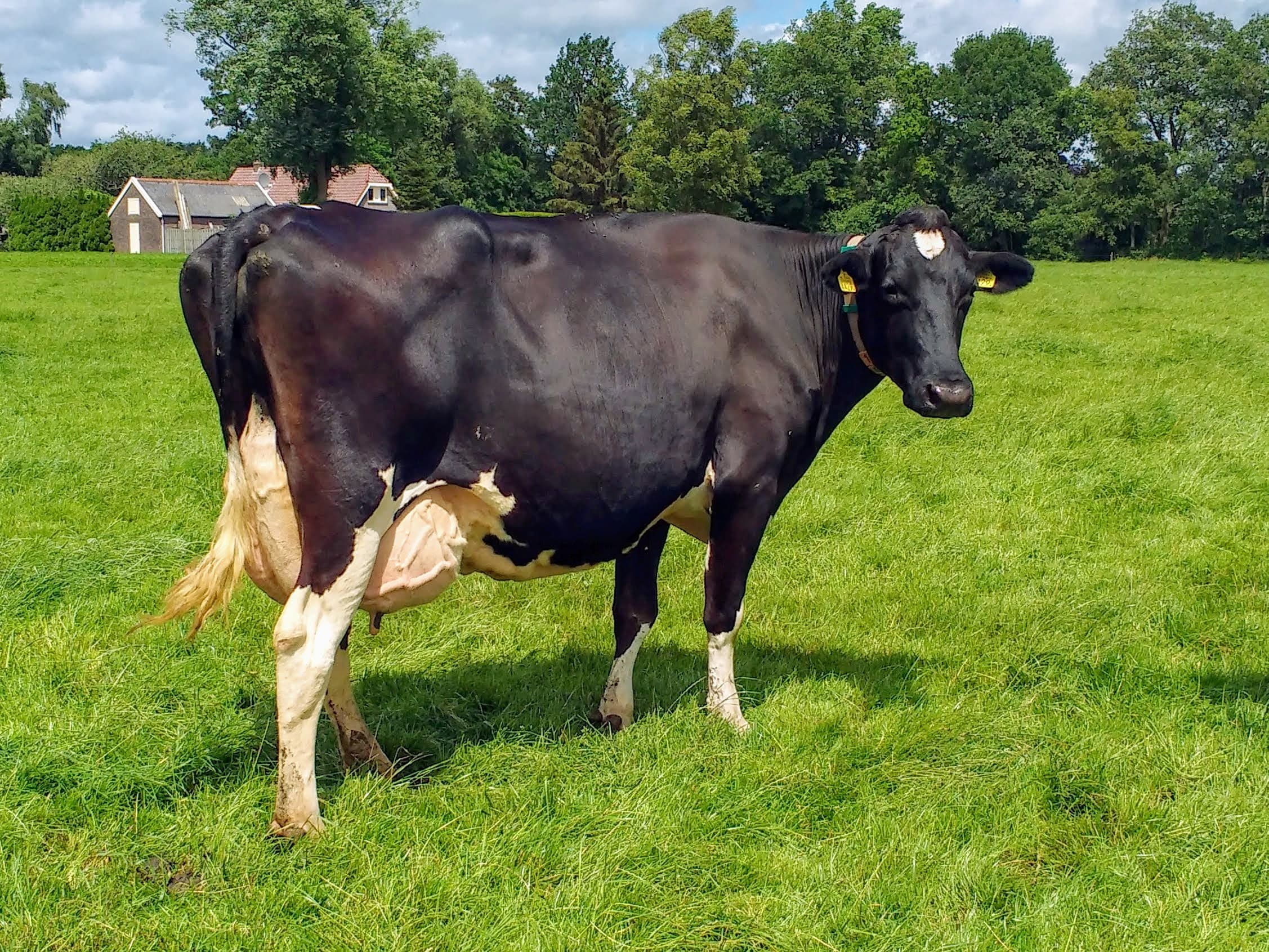 Deze vijfdekalfs Roppa-dochter is een goed voorbeeld van een melktypische koe met open ribben en iets te weinig breedte. Haar diepe ribben, haar lichte schouder, lange nek en wijde heupen zijn kenmerken van melktype. De ribben zijn schuin naar achter gericht en er zit veel ruimte tussen. De laatstgenoemde kenmerken zijn tekenen van openheid.