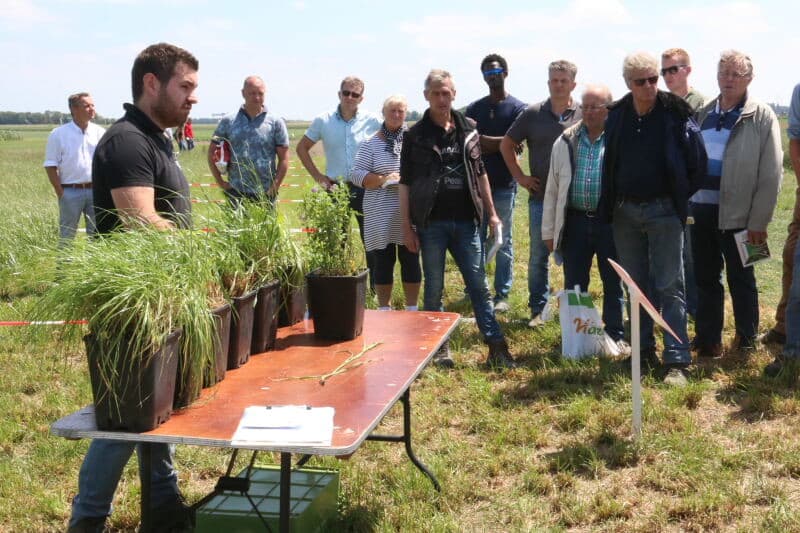 Een loofdodingsdemoveld. Op de voorgrond een veld waar het loof werd gedood met 2,5 liter Reglone per hectare. De planten beginnen onderin alweer uit te lopen.