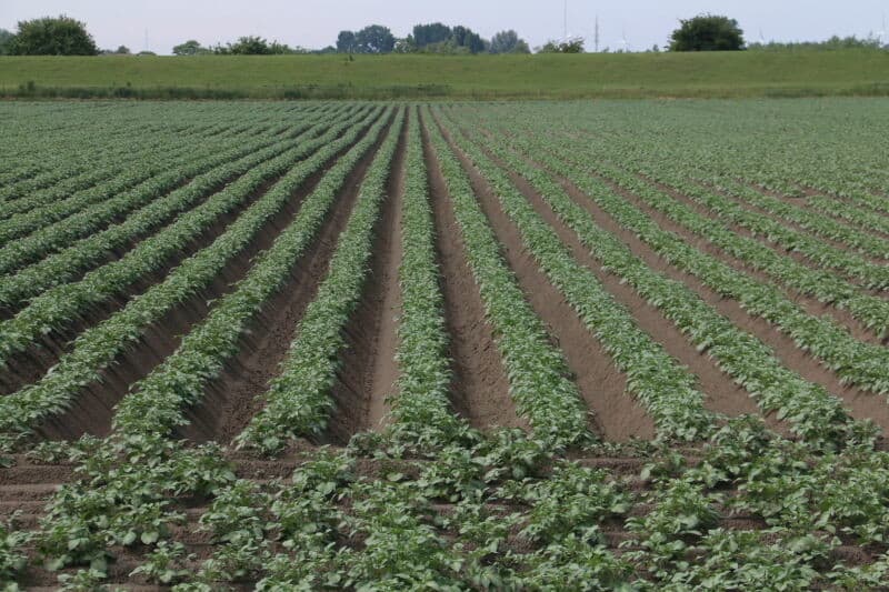 Het gaat er uiteraard om, om ook dit jaar weer een prima frites geschikte aardappel te telen. Dit perceel Markies van Waverijn ziet er beloftevol uit.