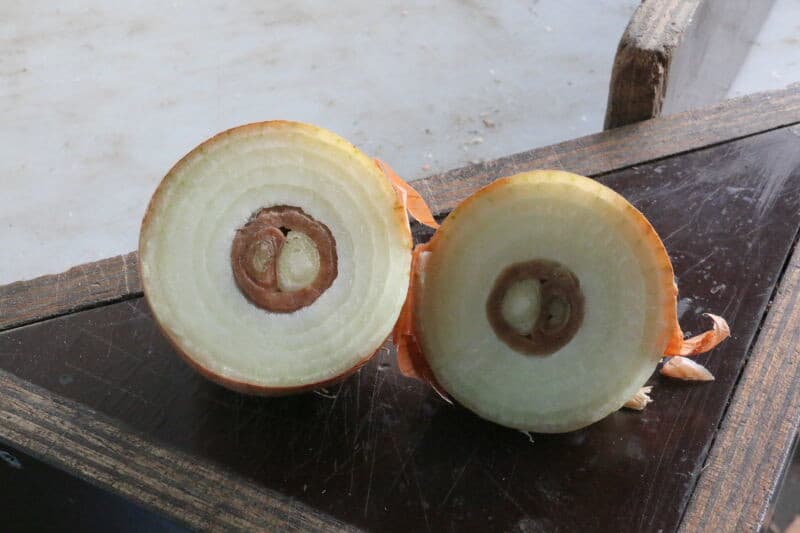 Bacterierot in zo ongeveer de laatste fase. De laatste fase is een restje droge stof.