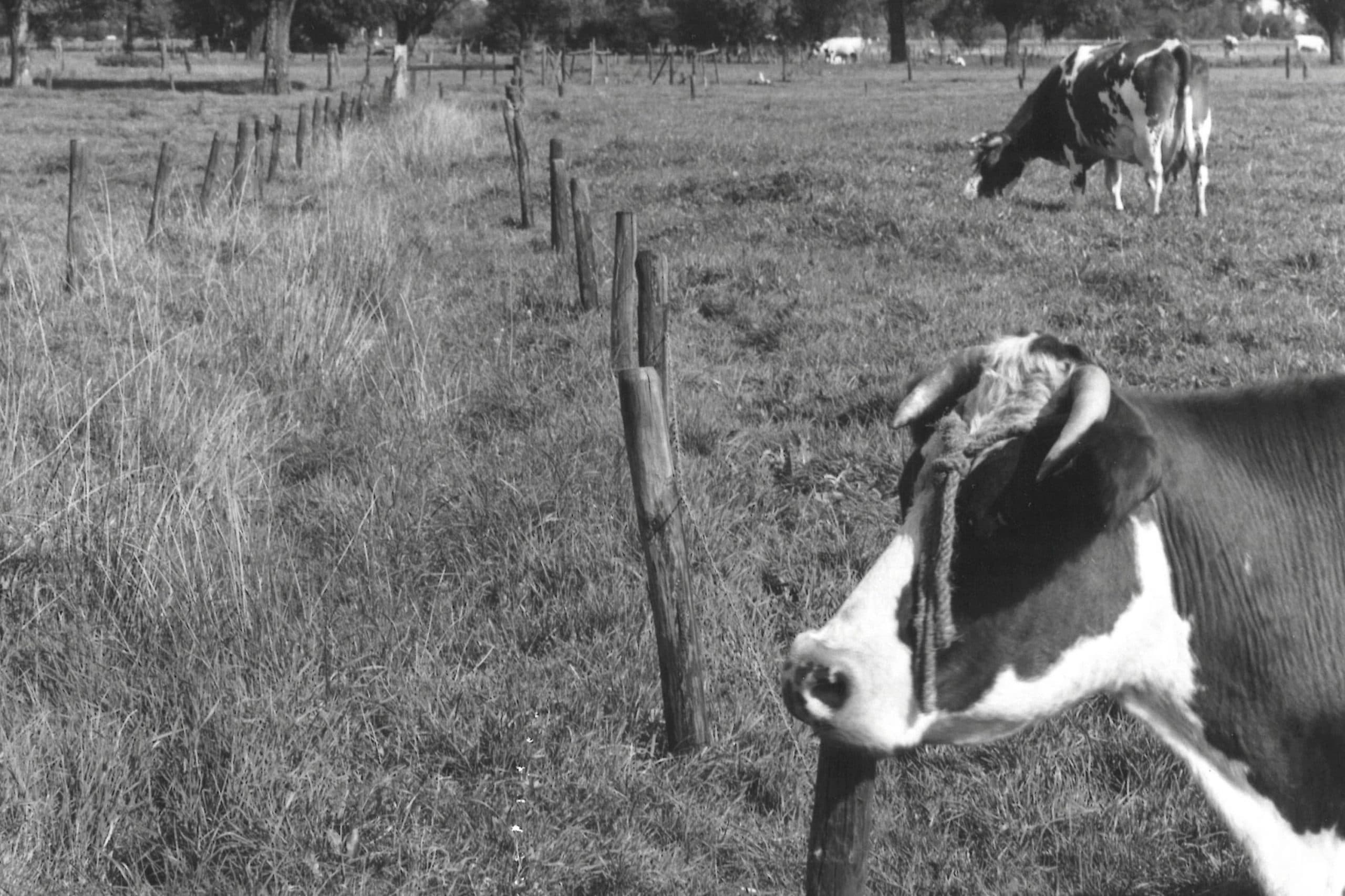 Hoorns waren vroeger handig, maar zonder dat boeren het wisten dienden ze ook andere doelen zoals de temperatuurregeling van de koe en de mineralenvoorziening. - Foto: Misset
