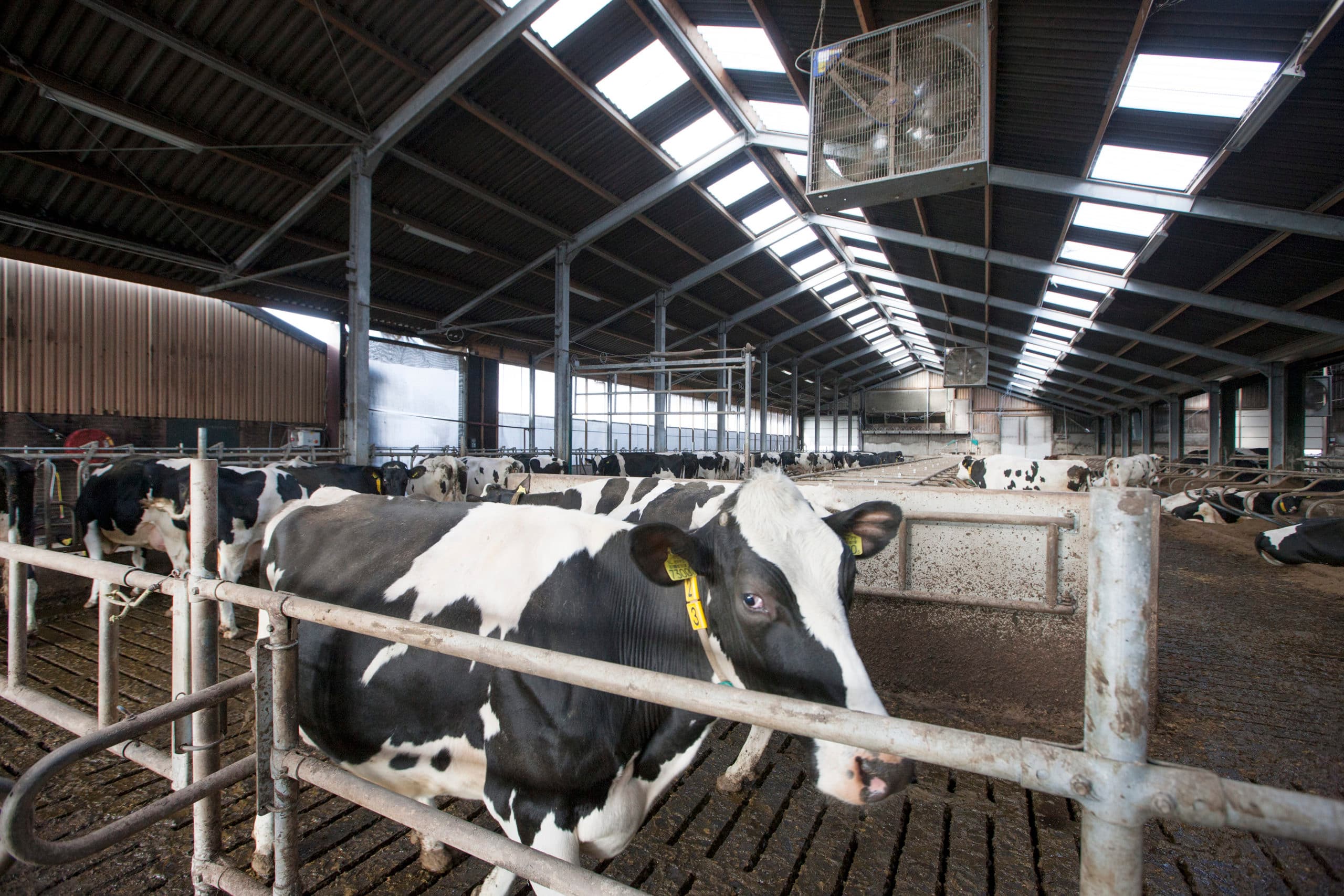 Foto: Hans Banus