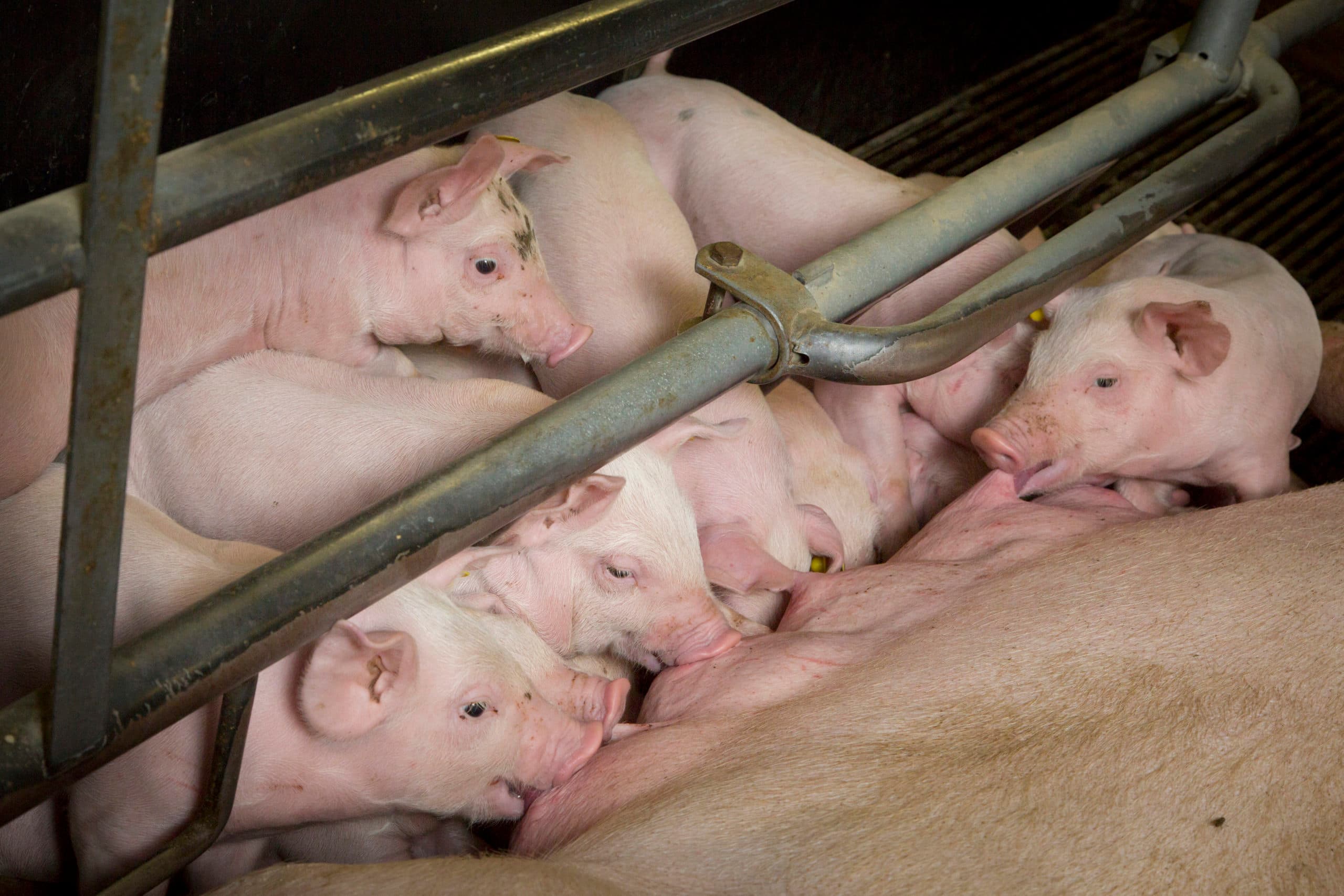Foto: Koos Groenewold