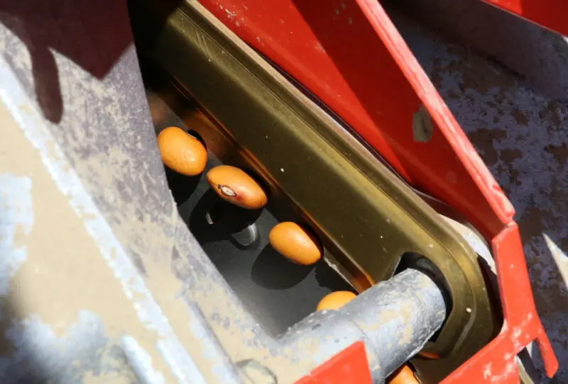 Buijsse zaait de bonen in vochtige grond op een diepte van 3 tot 4 centimeter. Met een droge periode in het vooruitzicht is het belangrijk om op deze lichte grond diep genoeg te zaaien, zodat de bonen voldoende vocht hebben om te kunnen kiemen. De teler zaait 160 kilo bonen per hectare.