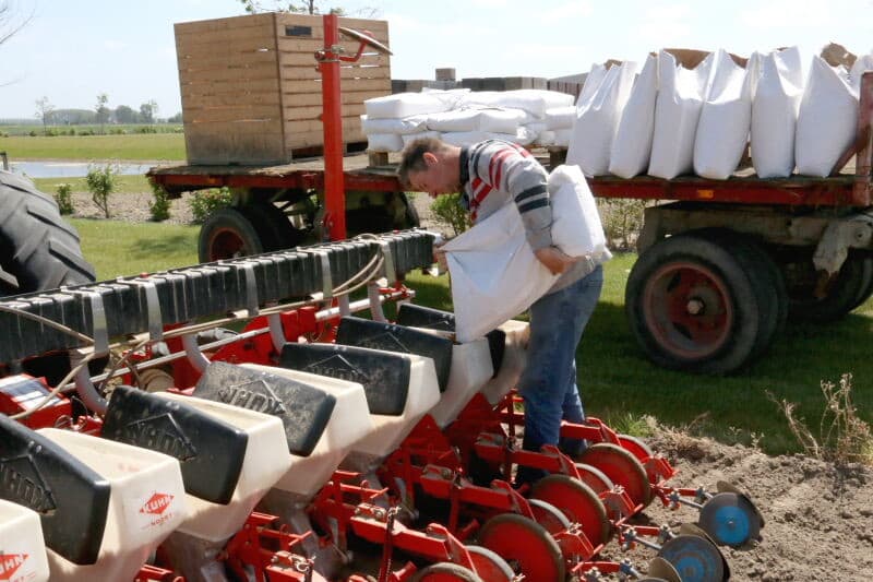 Bij deze bonen als zaaizaad gaat het vaak om kleinere partijen. Daarom worden deze meestal handmatig gepallettiseerd.