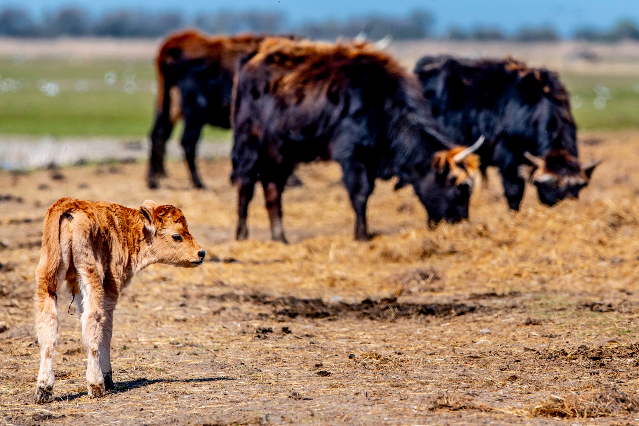 Heckrunderen in de Oostvaardersplassen. - Foto: ANP