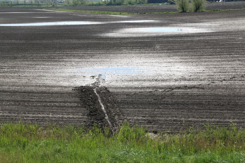 Dit is de situatie ongeveer 30 uur na de regen. De kans is groot dat de natte plekken in dit perceel oostelijk van Middelburg door het nu sterk drogende weer zullen dichtslaan. Daarom ziet het ernaar uit dat deze waarschijnlijk moeten worden overgezaaid. - Foto's: Anton Dingemanse