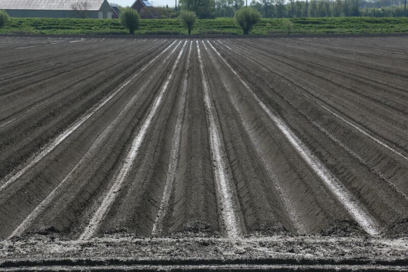 Op dit aardappelperceel staat nu nog steeds water tussen de ruggen. De ruggen zijn al opgefreesd, de poter heeft daarom waarschijnlijk niet onder water gestaan.