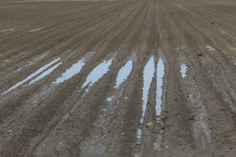 Op een ander perceel werd met de hand een aflaatgreppel gegraven; geen sinecure onder deze natte omstandigheden. Dat het water moeilijk van de akkers weg kan, heeft mede te maken met het gegeven dat de ondergrond nog steeds is verzadigd met water. Dat heeft een lichtpuntje: de wortels van alles wat gaat kiemen of gekiemd is, zal het zakkende grondwaterpeil in de komende droge periode volgen. Dat doet de noodzaak om te beregenen sterk afnemen, met name voor de uien.