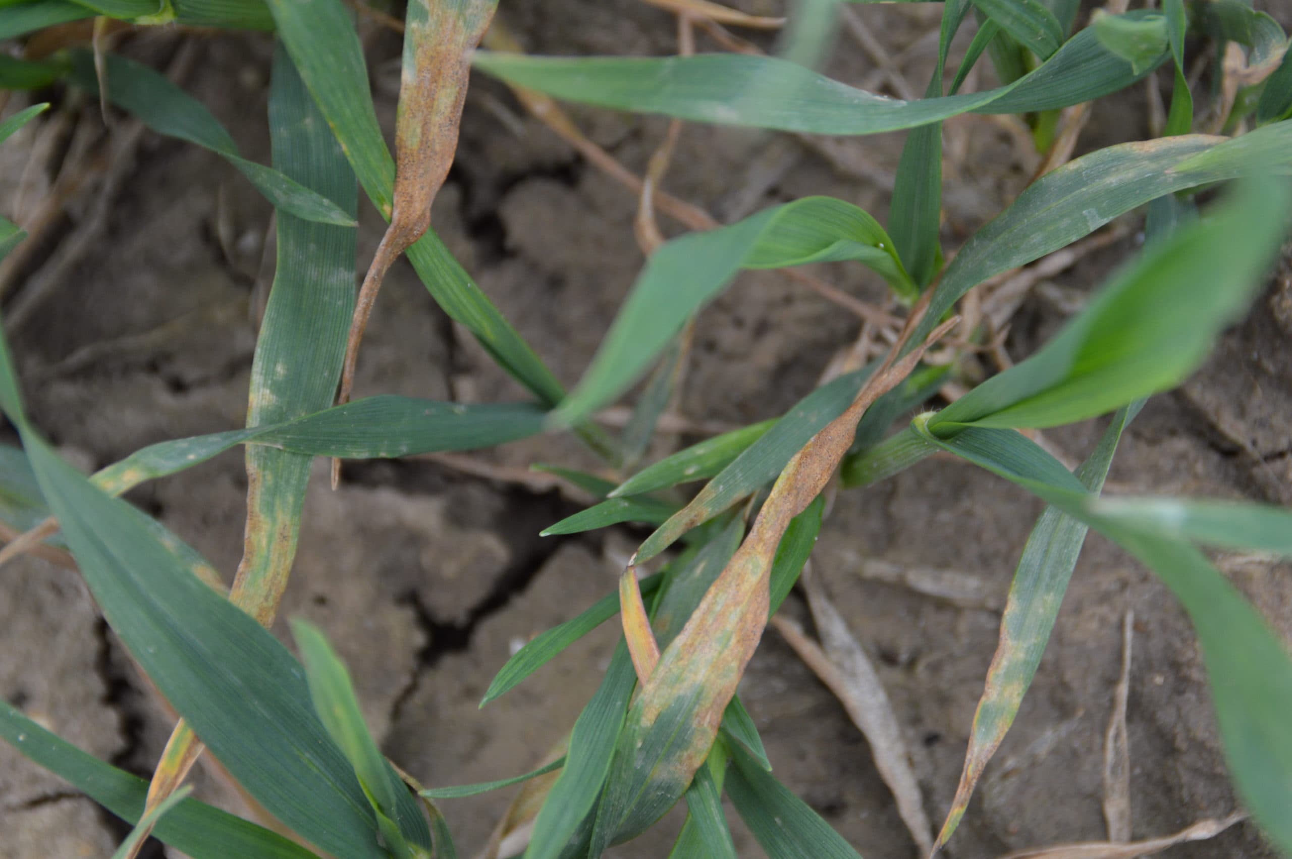 Foto: Bayer CropScience