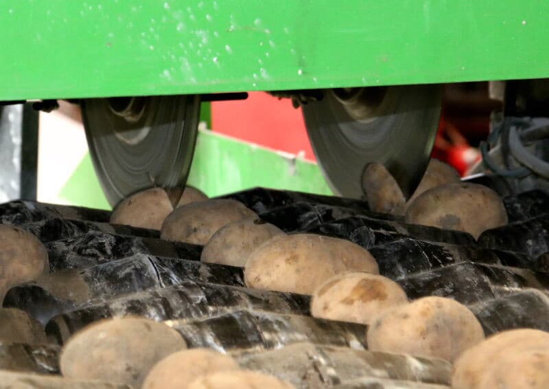 Bij Jan Stouten, blauwe overall, uit het Zeeuwse Oosterland wordt het zelf geteelde pootgoed Frieslander, Fontane en Markies van hemzelf en collegateler Bram Nico Scheele gesneden voor consumptieteelt dit jaar. - Foto's: Anton Dingemanse
