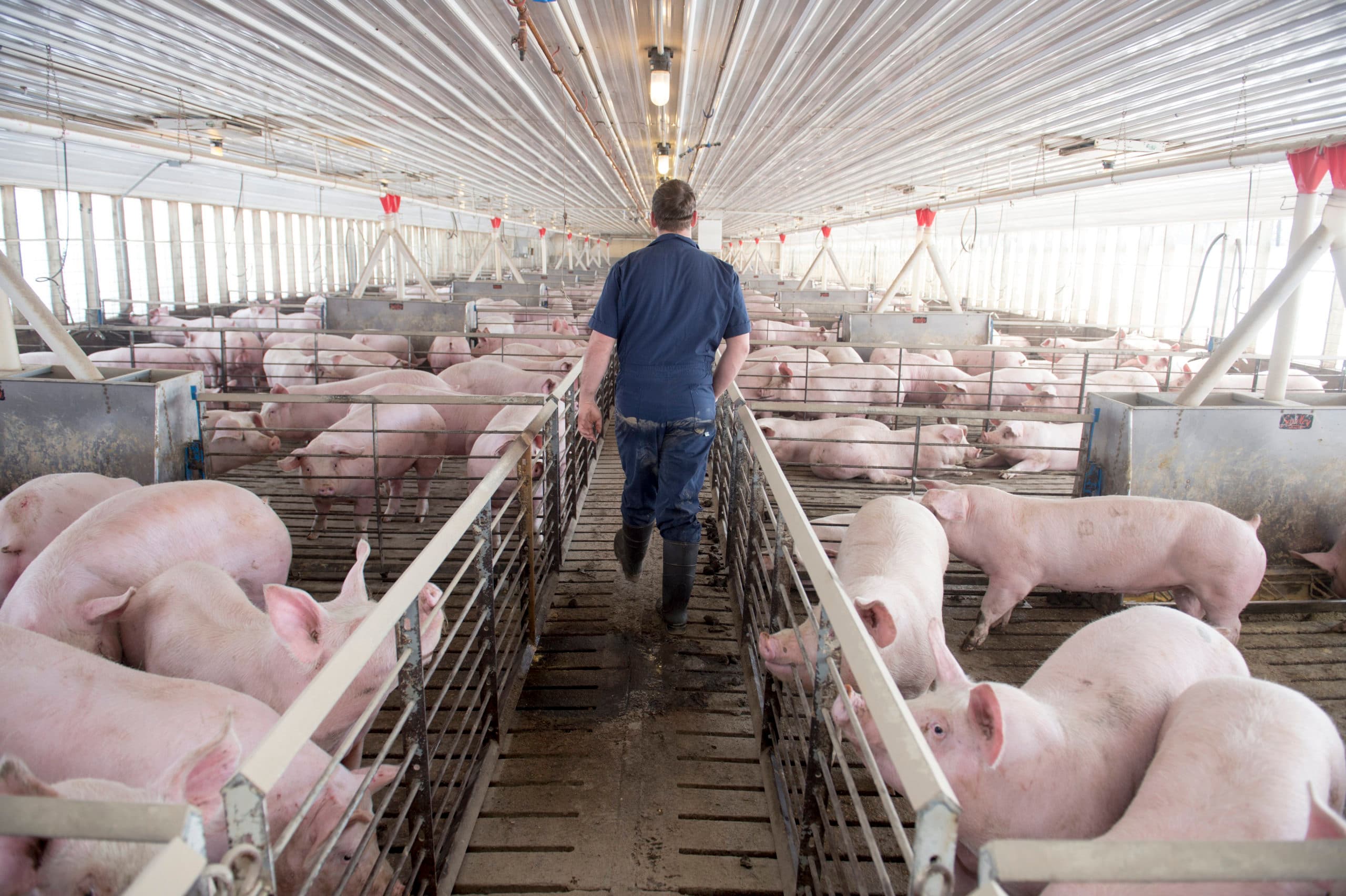 Varkenshouderij in het Amerikaanse Iowa. - Foto: ANP