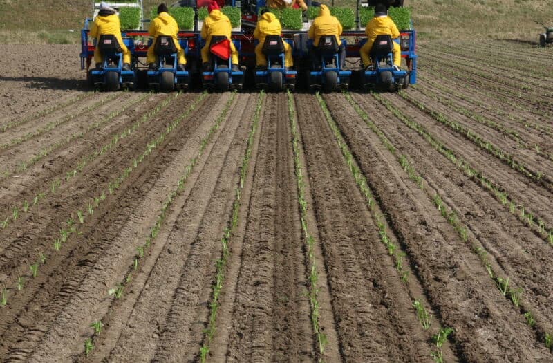 Na het planten wordt gespoten met bodemherbicide. Meteen hierna wordt vliesdoek gelegd om de teelt te vervroegen.
