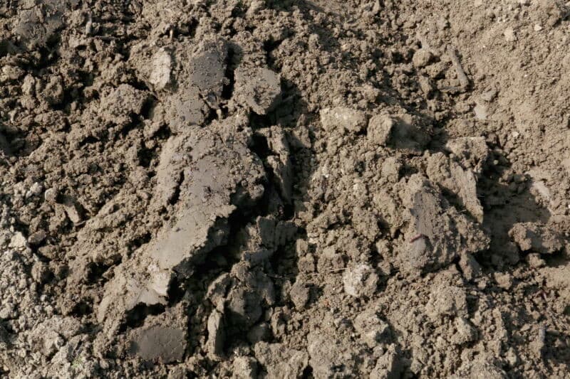 Hoewel er hooguit 10 centimeter diep wordt geploegd, is wel duidelijk dat het op geringe diepte al nat is. Niet verkeerd voor de planten, die kunnen nu makkelijk aanslaan.