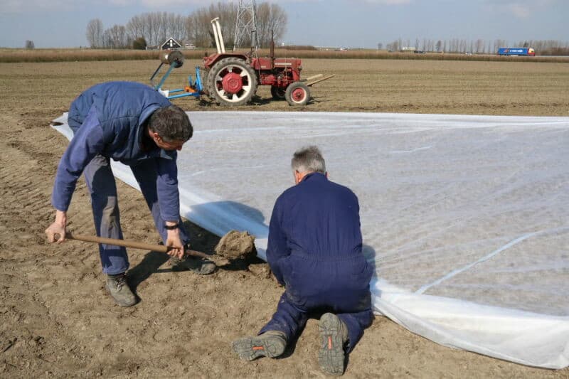 Vermue plant twee rassen, 2 hectare Alpha en 1 hectare Prinze. Rond half juli kunnen ze oogstbaar zijn. Zoals hier te zien is, zit er behoorlijk variatie in doorworteling van de plug.