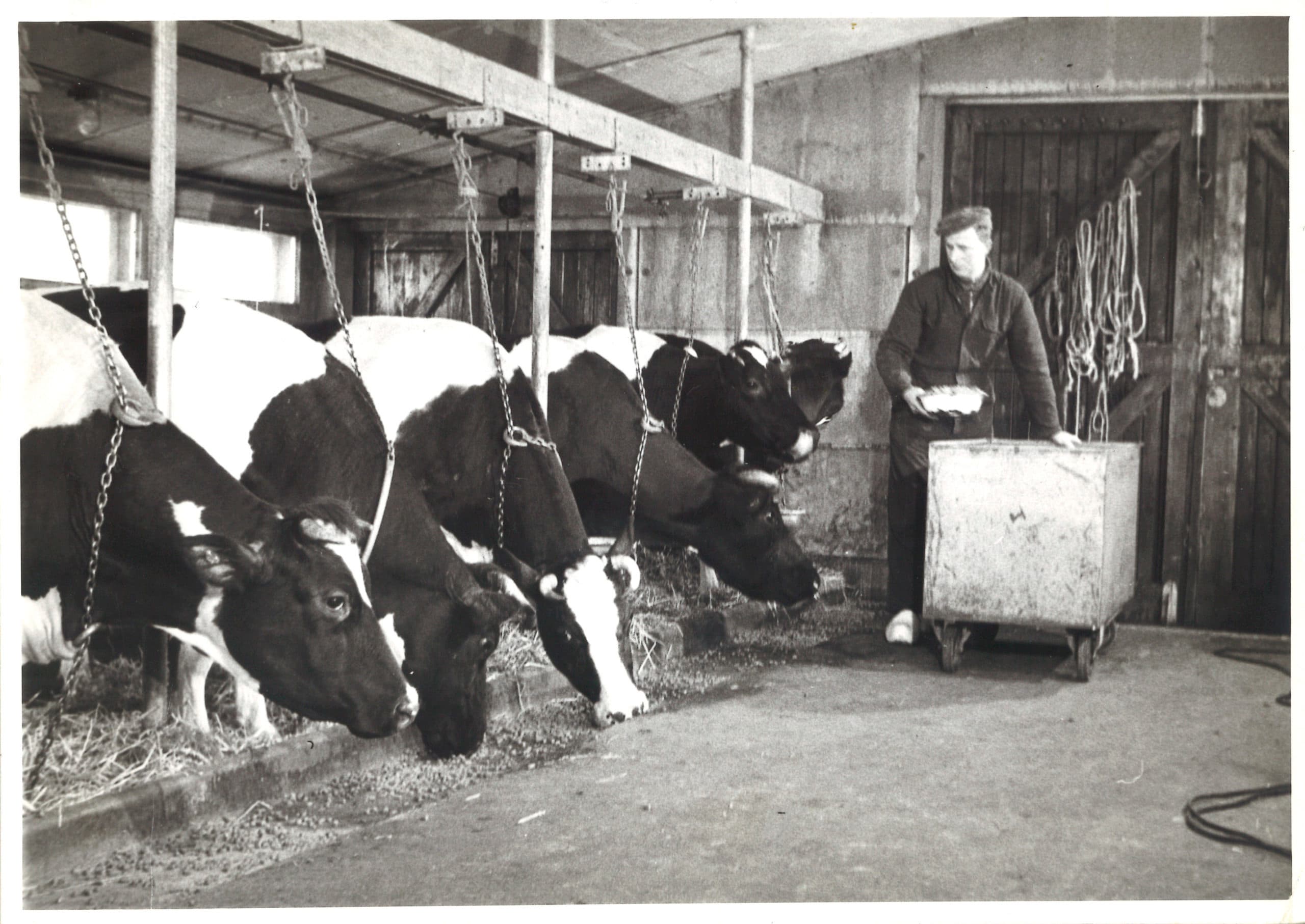 Vroeger kreeg een koe s winters hooi en gemiddeld 4 kg. krachtvoer per dag. Nu is de energieopname uit ruwvoer veel groter en krijgt een koe zo n 5 kg. krachtvoer per dag.