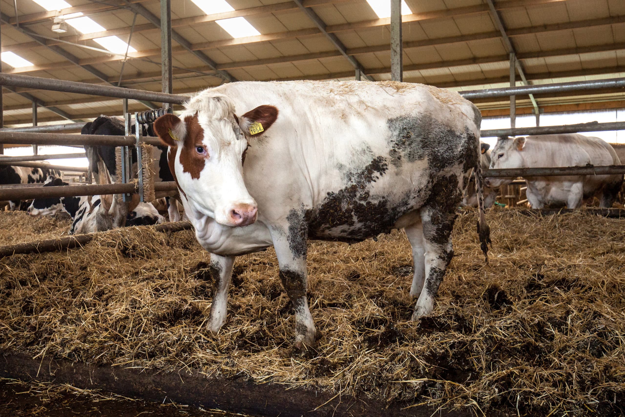 Edwin en Anita Heijdra mesten sinds dit voorjaar Holsteinkoeien naast de traditionele dikbil.