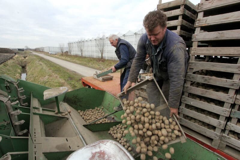 De kistjes met voorgekiemd pootgoed zijn met wagen aangevoerd. De verschillende namen op de kistjes geven aan dat deze teelt vroeger veel omvattender was. Gezien de jaartallen op de kistjes zijn ze toen degelijk in elkaar gezet. Het areaal van vervroegde teelt krimpt nog steeds en wordt nog hoofdzakelijk op Tholen toegepast.