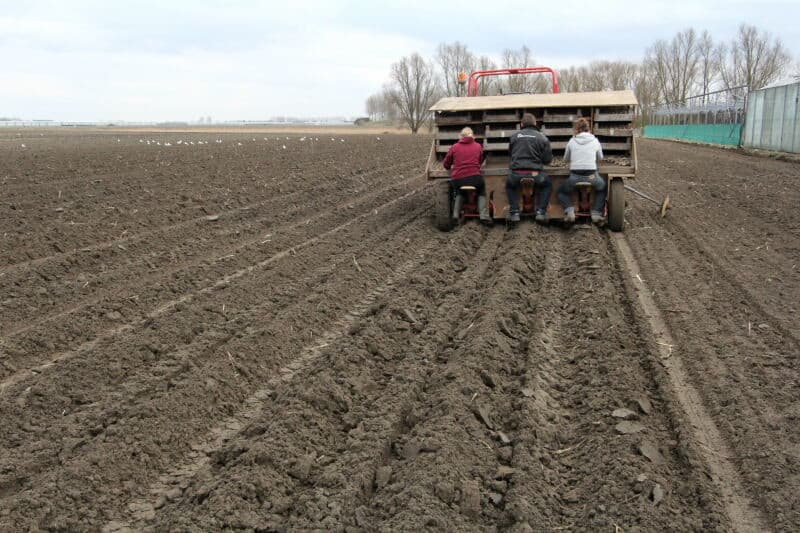 Na de eerste tientallen meters wordt de ligging van de aardappel in de rug bekeken. De voorkeur is iets boven het maaiveld omdat de poter in deze door de vorst wat rulle grond nog wel zal zakken.