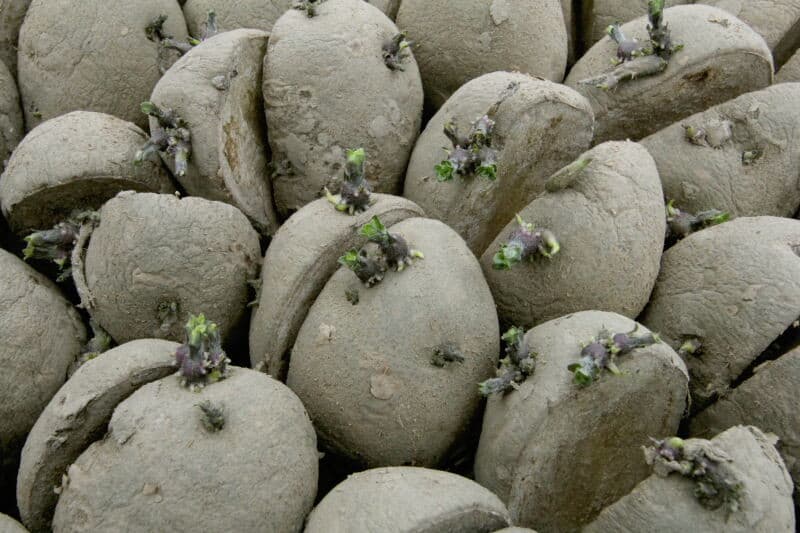 Ondanks dat een goed plantbed aangelegd kon worden, bleek de grond plaatselijk toch nog wat plakkerig te zijn, rechtsonder te zien. Op de achtergrond is Goedegebuure bezig met het plantwerk.