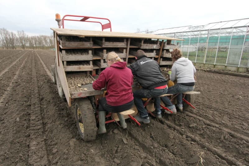Het pootgoed voor deze vroegste teelt wordt doorgesneden en dan voorgekiemd. De poters hebben voldoende goed ontwikkelde kiemen. Daar kan een vroege oogst met een mooie maat aardappelen uit groeien.