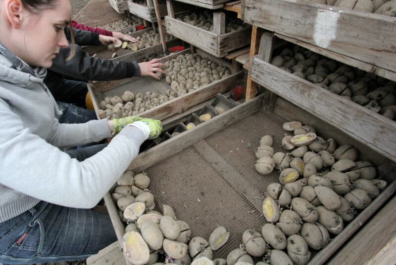 Het planten van deze vroege teelt gebeurt klassiek met een halfautomaat. De hoofdteelt gaat met een snarenbedplanter de grond in.