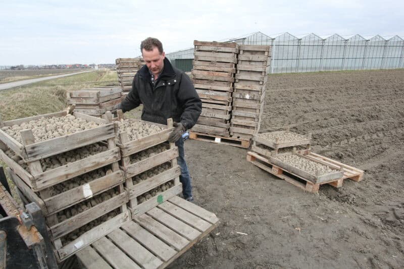 Met name oudere telers zal deze plantmethode nog bekend voorkomen. De poters worden met de hand in de lepels gelegd. Alles om de kiemen zo min mogelijk te beschadigen.