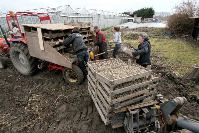 De kistjes met poters worden op een pallet met de verreiker over het veld naar de pootmachine gebracht.