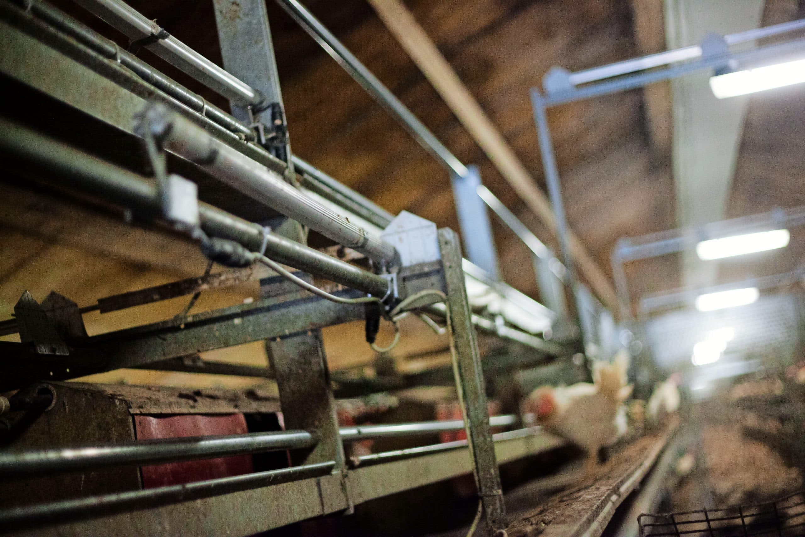 Monitoring van vogelmijtpopulatie is onderdeel van Integrated Pest Management