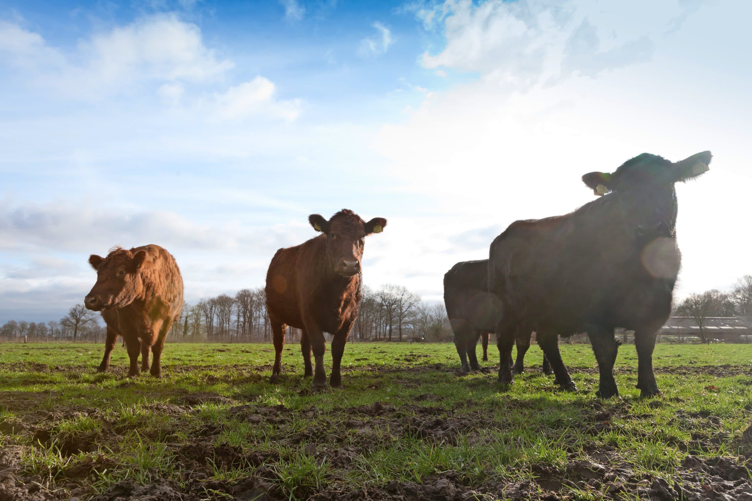 Vleesvee, zoals Aberdeen Angus, wordt straks ingezet langs de Regge. De natuurlijke loop van de Regge wordt hersteld en het natuurbeheer komt in handen van boeren. Het project maakt deel uit van het Deltaplan Agrarisch Waterbeheer. - Foto: Joris Telders