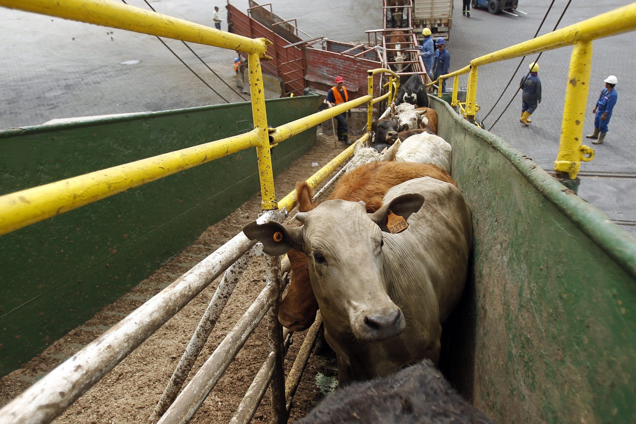 epa04688305 View of some of the 19 thousand cattle heading to a ship which leaves Montevideo harbor for Egypt, where they will become meat, according to exporting firm Gladenur, owner of the process, in Montevideo, Uruguay, on 31 March 2015. The ship, will transport the animals from herds across the country, weighing between 250 and 380 kilos. EPA/Hugo Ortuno