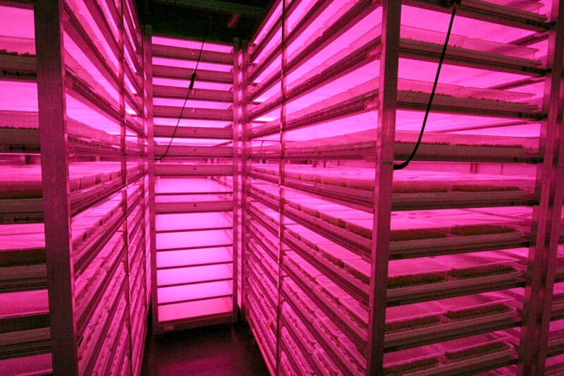 In deze ledpanelen wordt het licht van het benodigde deel van het spectrum inwendig verstrooid zodat het uittredende licht al meteen de gewenste menging heeft en zo op 9 centimeter boven het gewas aangebracht kan worden.