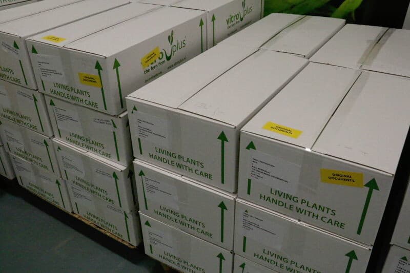 De stukjes stengel worden voor een proef rechtop in agar-agar gezet. Voor de commerciële teelt gaan ze meteen in miniplug trays voorzien van voeding. De handelingen bij commerciële teelt zijn in hoge mate geautomatiseerd.