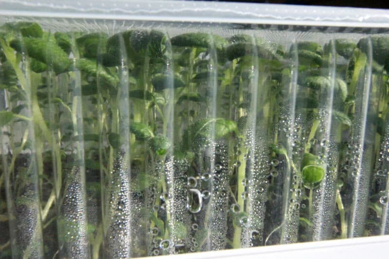 Het is duidelijk dat het microklimaat in de tray een hoge luchtvochtigheid heeft, zoals te zien bij deze aardappelplantjes. De temperatuur kan wel wat schommelen, maar de luchtvochtigheid moet op peil blijven. De kans op infectie van de plantjes is door de afdichting tot een minimum beperkt.