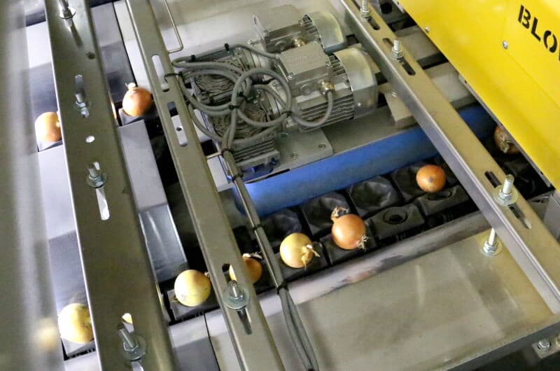 Uienzaadbedrijf Hoza in Oudenhoorn (Z-H.) investeerde in een optische sorteerlijn om de kwaliteit van hun uien van de selectievelden te optimaliseren en zodoende de kwaliteit van het zaad nog verder te verbeteren. Foto's: Anton Dingemanse