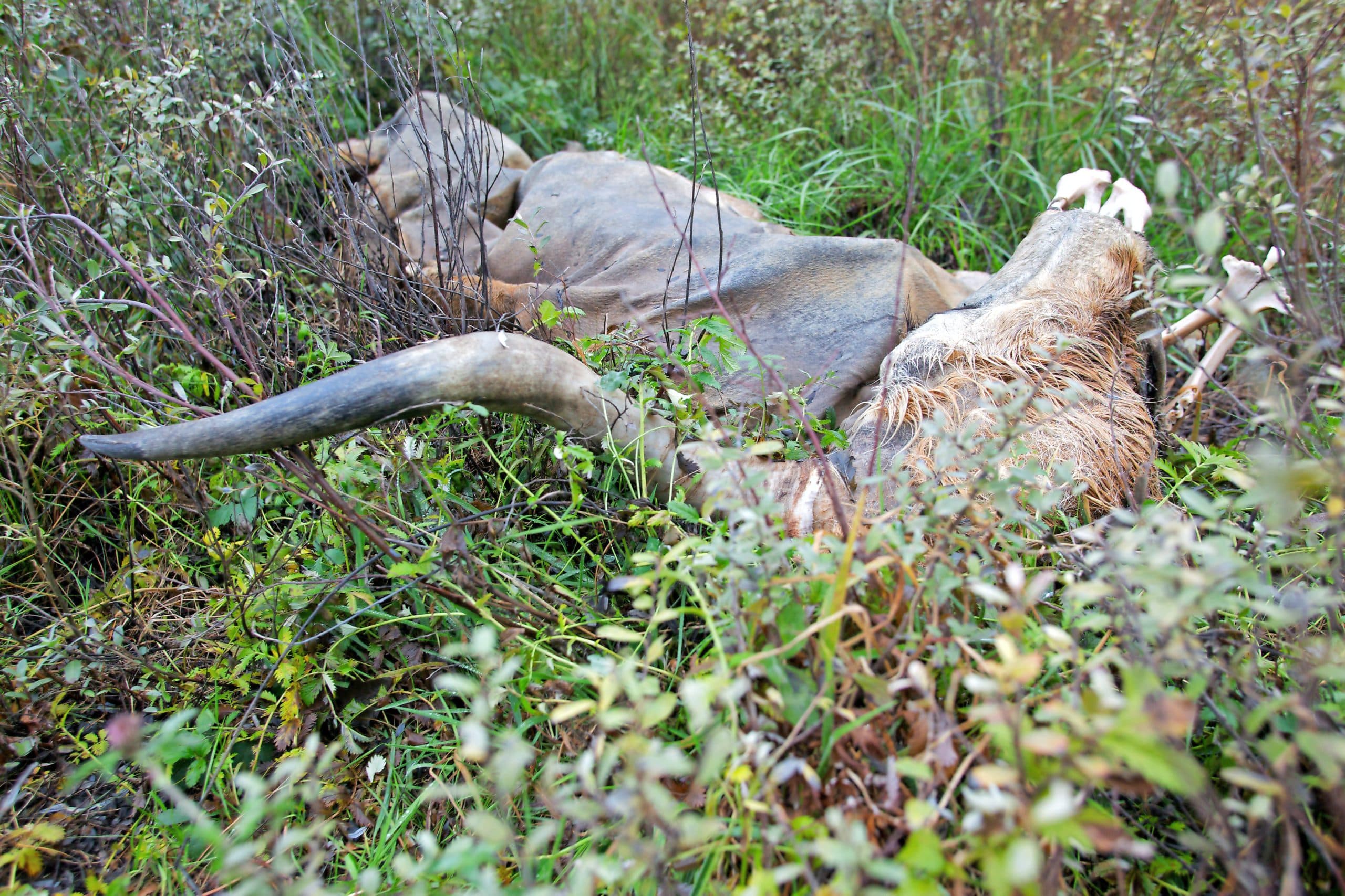 Foto: Karsten Reiniers/ARK Natuurontwikkeling